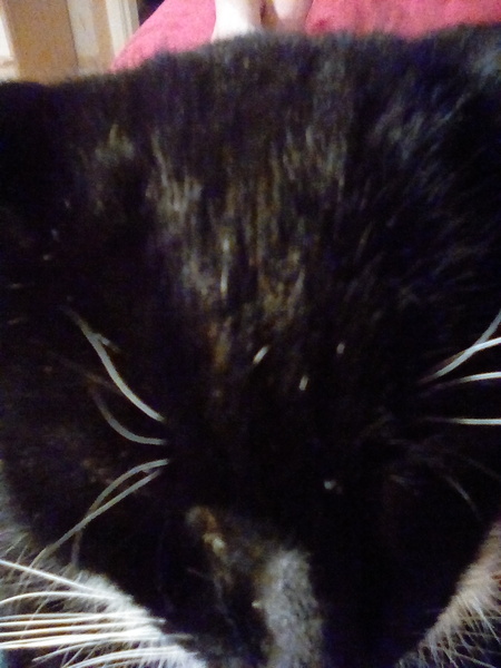 Something positive. What's helping you feel better during SI/lock Down?