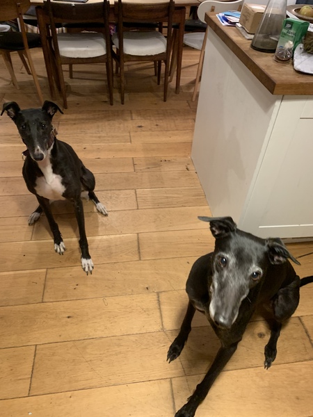 Photos of your dogs to cheer us all up!
