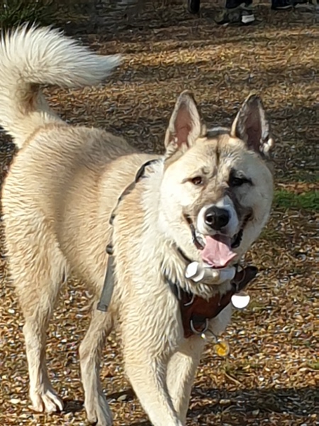 To want to show you my beautiful doggo