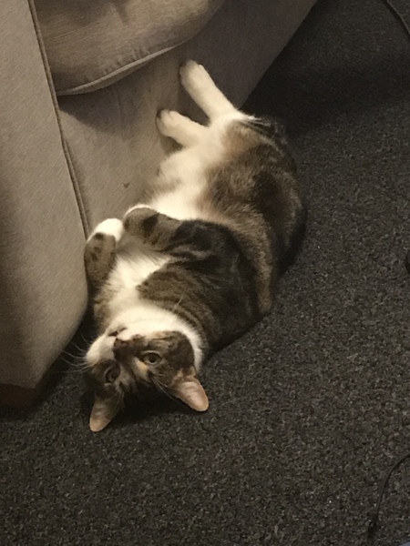 Show your cat photos