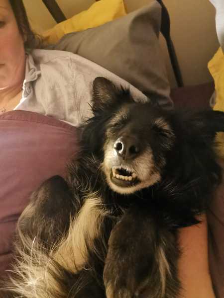 Photos of your dogs to cheer us all up!