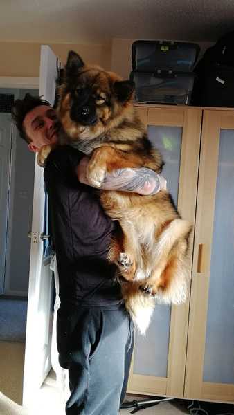 Most popular dogs in your area...
