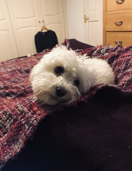 Photos of your dogs to cheer us all up!