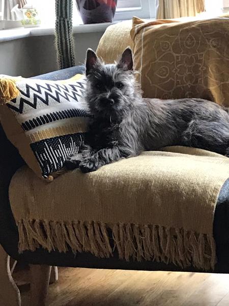 To want to show you my beautiful doggo