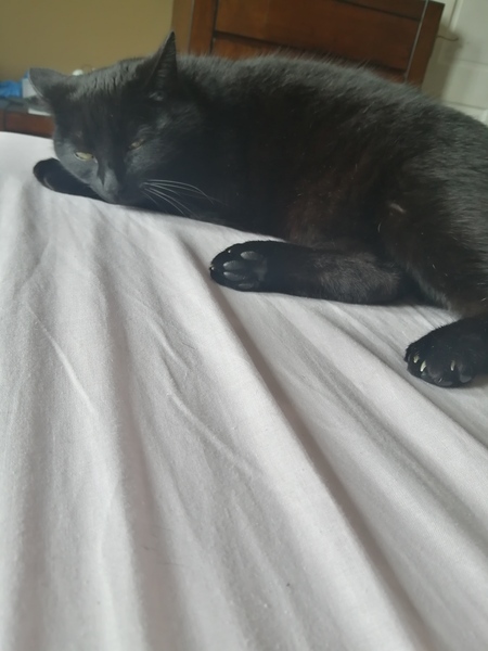 To want to show you my beautiful doggo