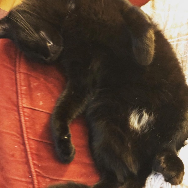 Please could you all post photos of your cats and dogs?