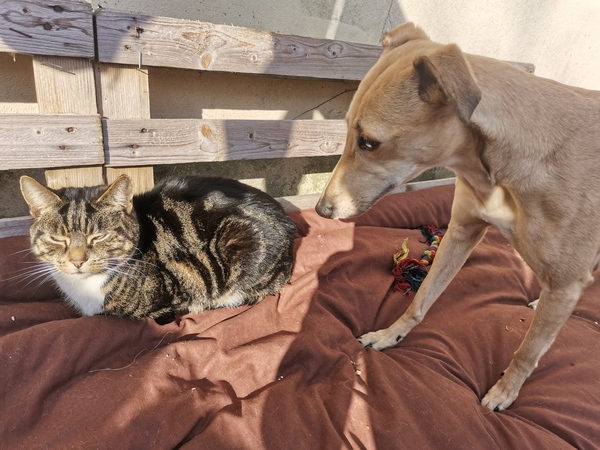 Help, I'm under attack!