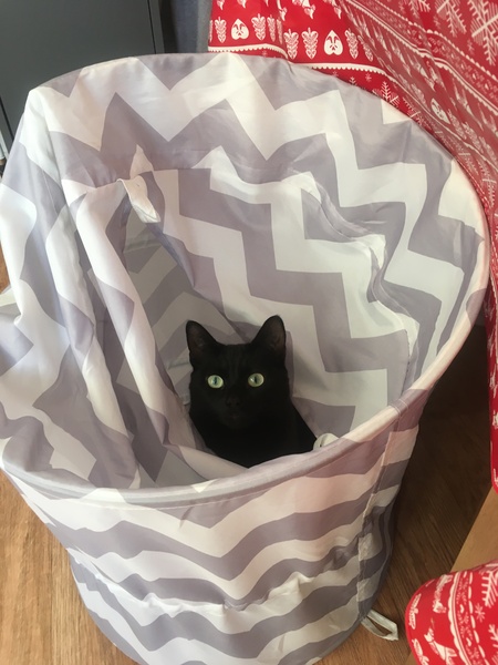 Please could you all post photos of your cats and dogs?