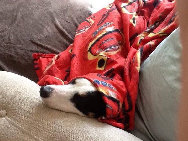 Border collie, yes or no?