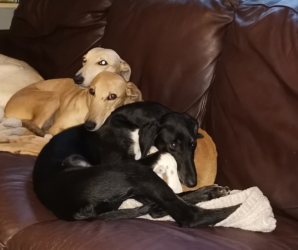 Can you get non licky dogs?