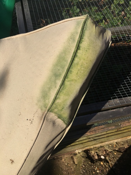 My garden cushions have gone green!