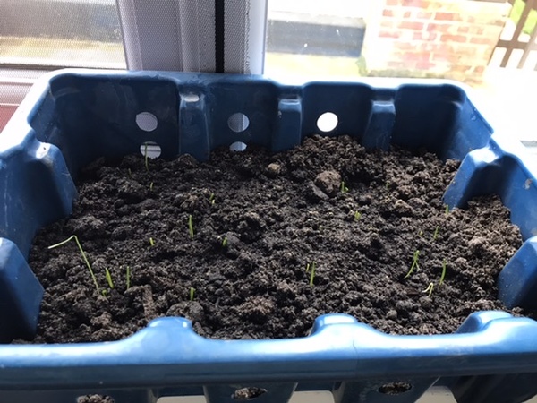 The 'Positive Mental Health' Corona virus thread Part II