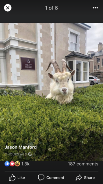 Llandudno has been taken over by goats!