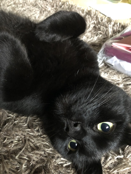 What is your cat called?