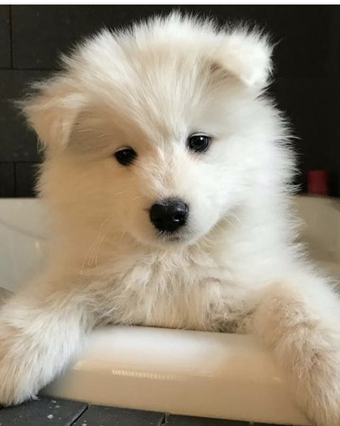 Photos of your dogs to cheer us all up!