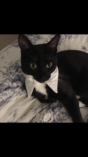 Please could you all post photos of your cats and dogs?