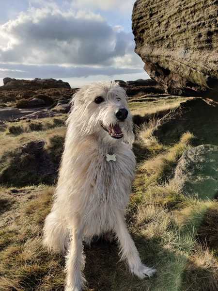 Help please, elderly dog not right.
