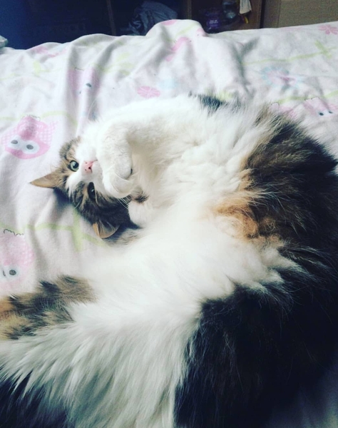 What is your cat called?
