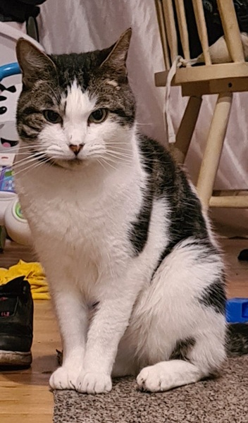 My cat has a small facial wound, what do i do?