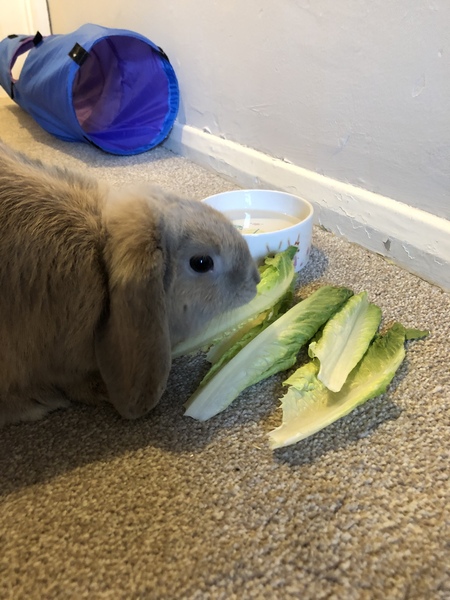 What are your pets up to today?