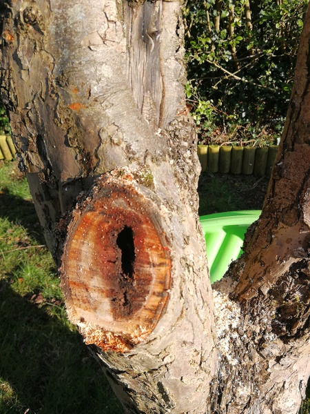 Uh oh, wwyd about my apple tree problem?