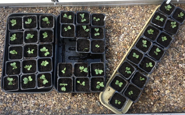 Allotment/Veg Patch Thread 15 - will winter ever end?