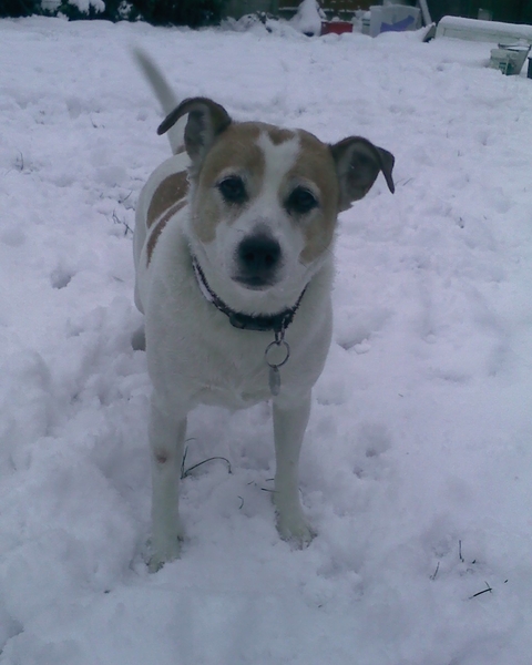 Photos of your dogs to cheer us all up!