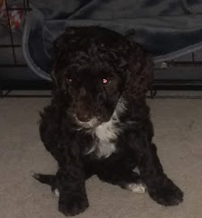 Unvaccinated pup - so scared
