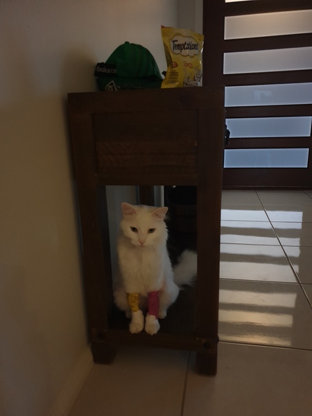 White cats - can I please see yours