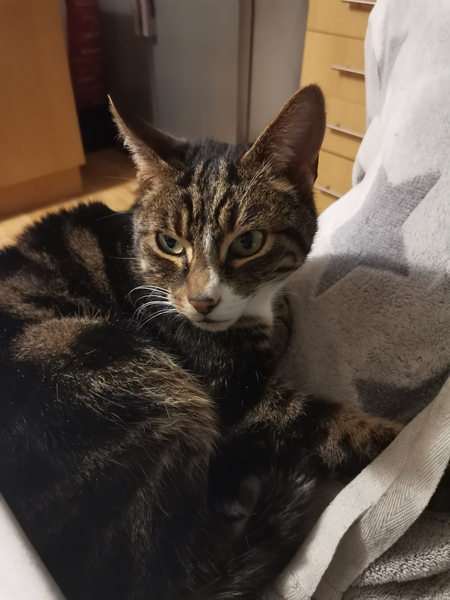 Please could you all post photos of your cats and dogs?