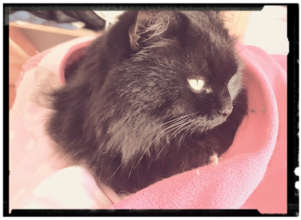 Please could you all post photos of your cats and dogs?