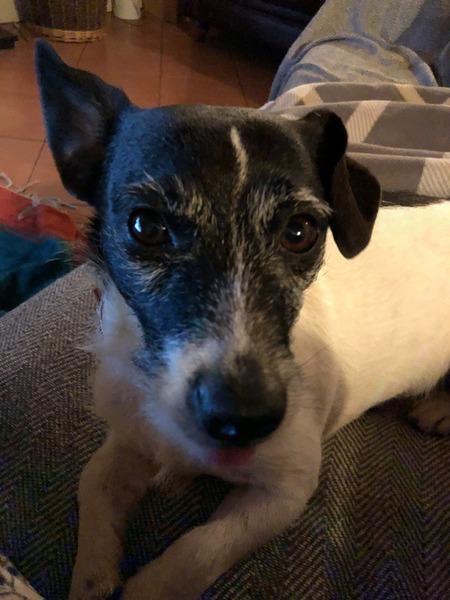 Dog with no off switch