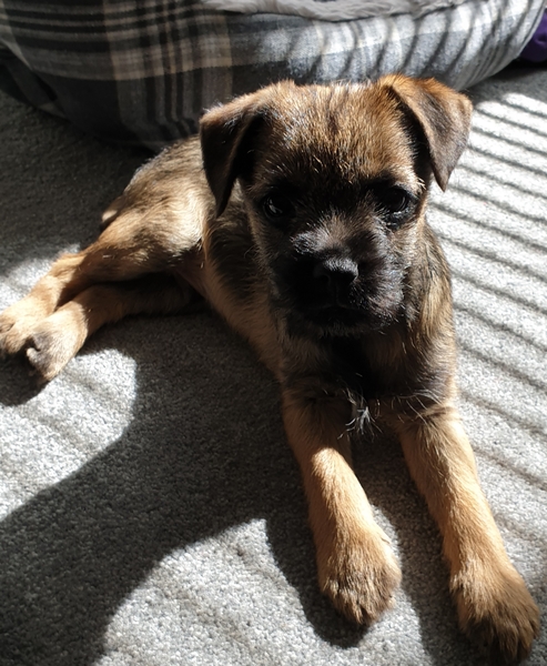 Puppy Survival 2020 - let's talk about something other than Covid-19