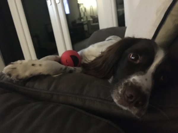 Photos of your dogs to cheer us all up!