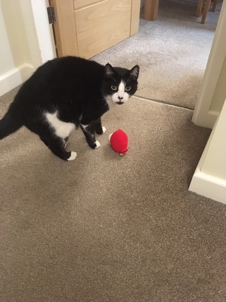 What is your cat called?