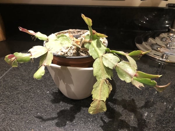 Thread for really fucking ugly houseplants