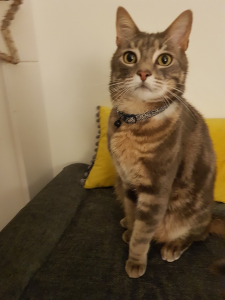 What is your cat called?