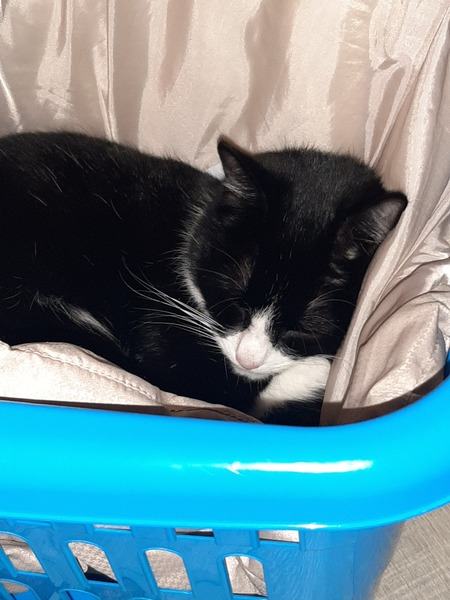 Please could you all post photos of your cats and dogs?