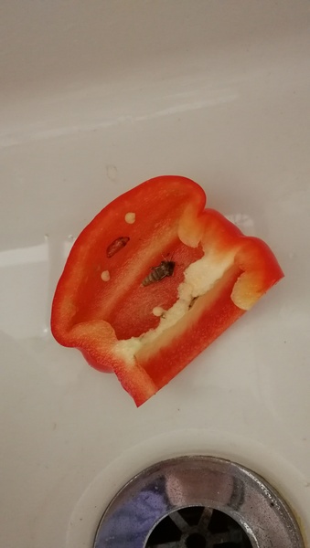 Admit it - anyone thrown away food they bought recently?