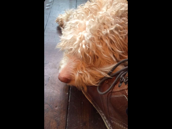 Photos of your dogs to cheer us all up!
