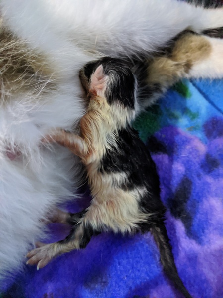 Pregnant cat