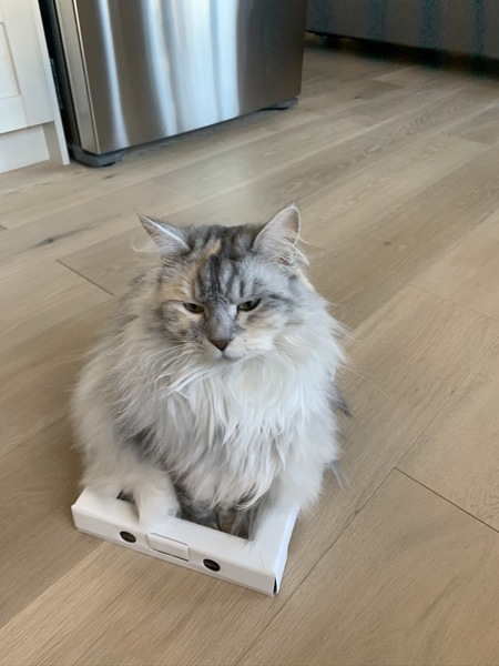 Can I start a thread about the C word here please, it’s important.