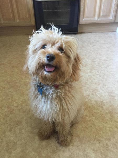 Photos of your dogs to cheer us all up!