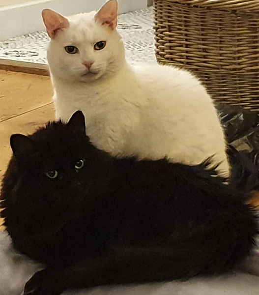 White cats - can I please see yours
