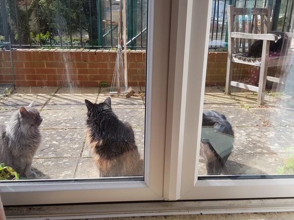 What's your DCat up to today? (Thread 7!)