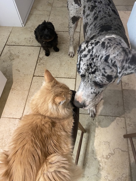 What are your pets up to today?