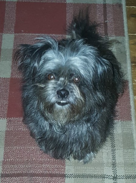 To want to show you my beautiful doggo