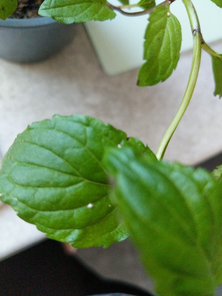 What are these spots on my peppermint plant?