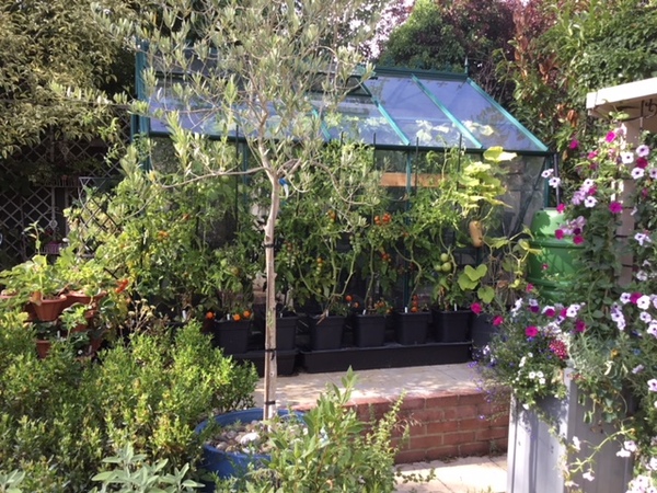 Easy veg to grow?