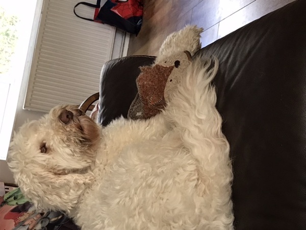 Grooming my big Labradoodle